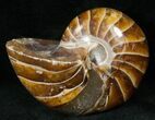 Cretaceous Nautilus Fossil - Madagascar #15025-1